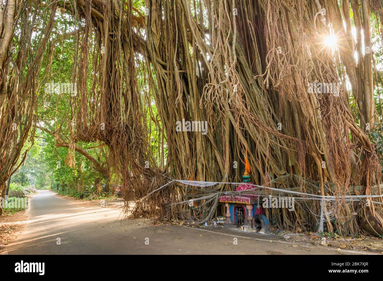 Route nationale sous le grand arbre banyan de l'État de Goa, en Inde Banque D'Images