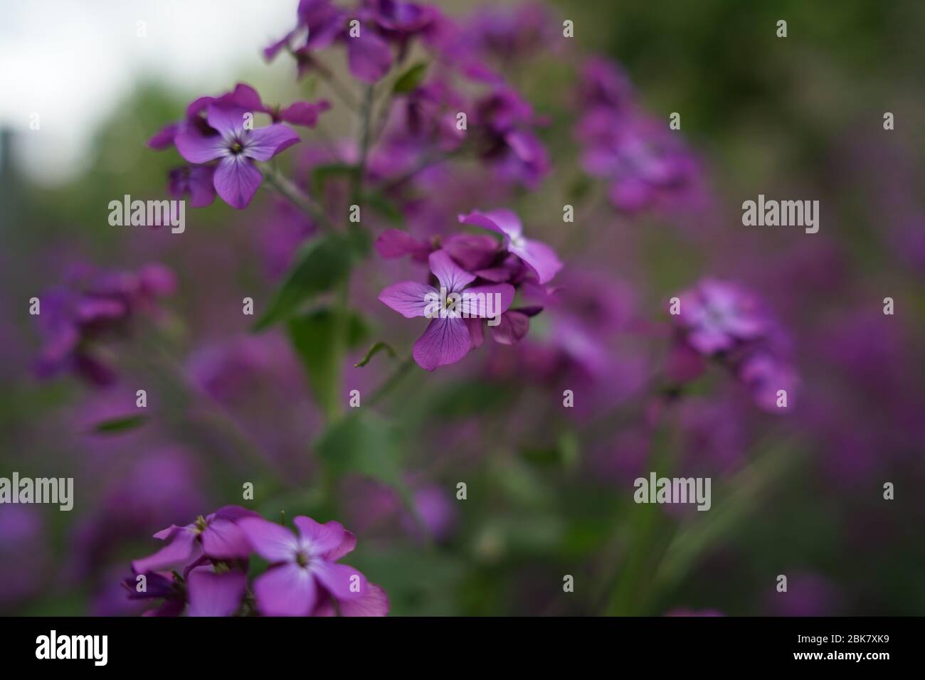 Belle fleur violette Lunannua, appelée honnêteté ou honnêteté annuelle en  anglais, est une espèce de plante de floraison indigène aux Balkans et au  sud de nous Photo Stock - Alamy