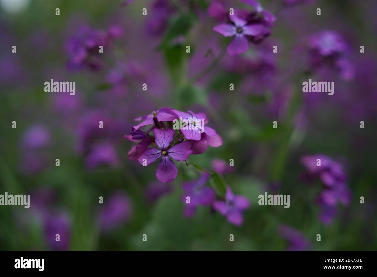 Belle fleur violette Lunannua, appelée honnêteté ou honnêteté annuelle en  anglais, est une espèce de plante de floraison indigène aux Balkans et au  sud de nous Photo Stock - Alamy