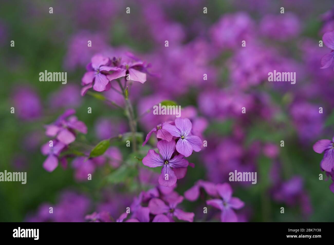 Belle fleur violette Lunannua, appelée honnêteté ou honnêteté annuelle en anglais, est une espèce de plante de floraison indigène aux Balkans et au sud de nous Banque D'Images