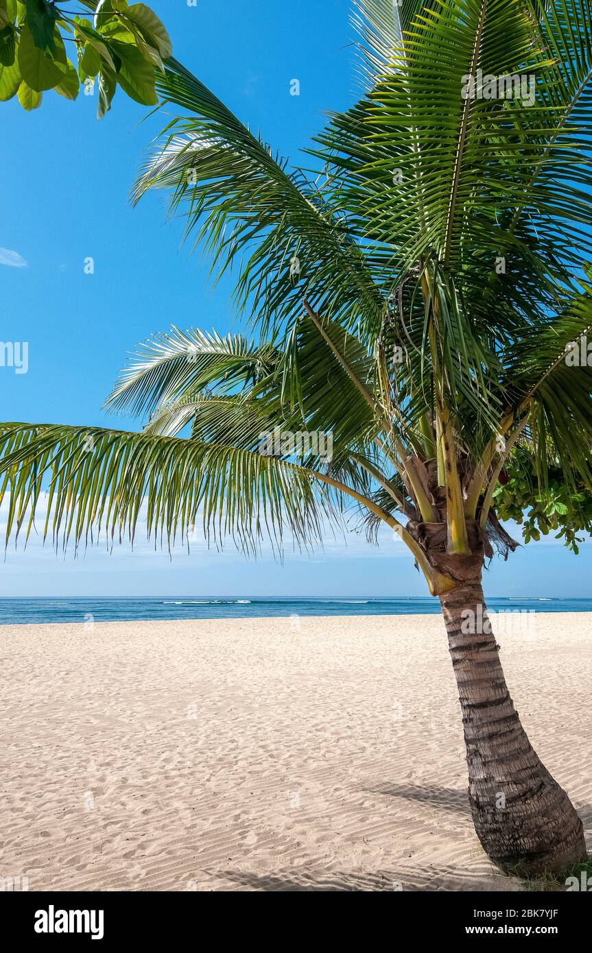 Plage bordée de palmiers à Sanur Bali Indonésie Banque D'Images