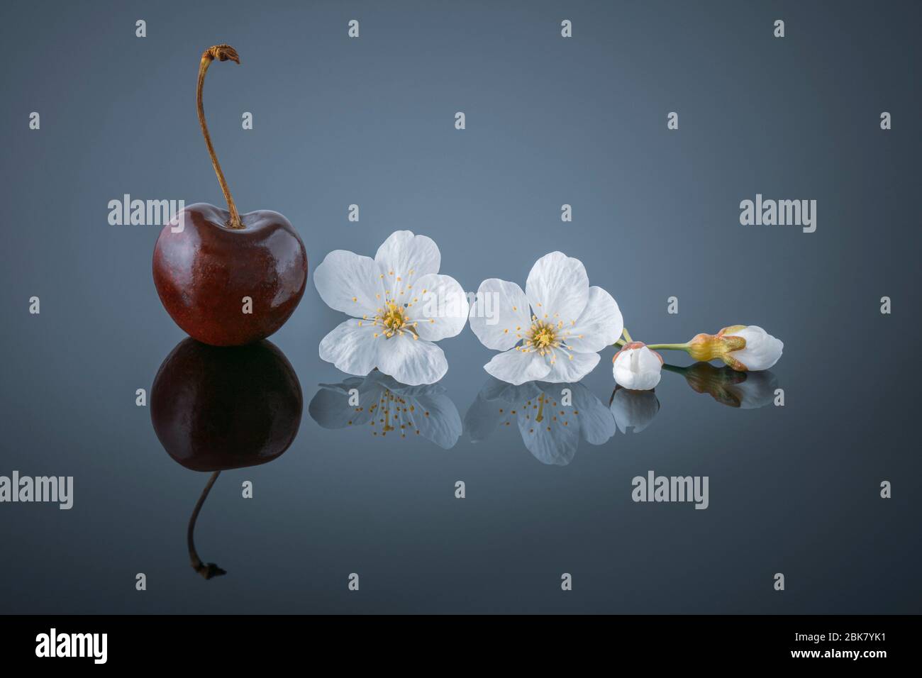 Une cerise douce et une fleur de cerisier sur une surface réfléchissante Banque D'Images