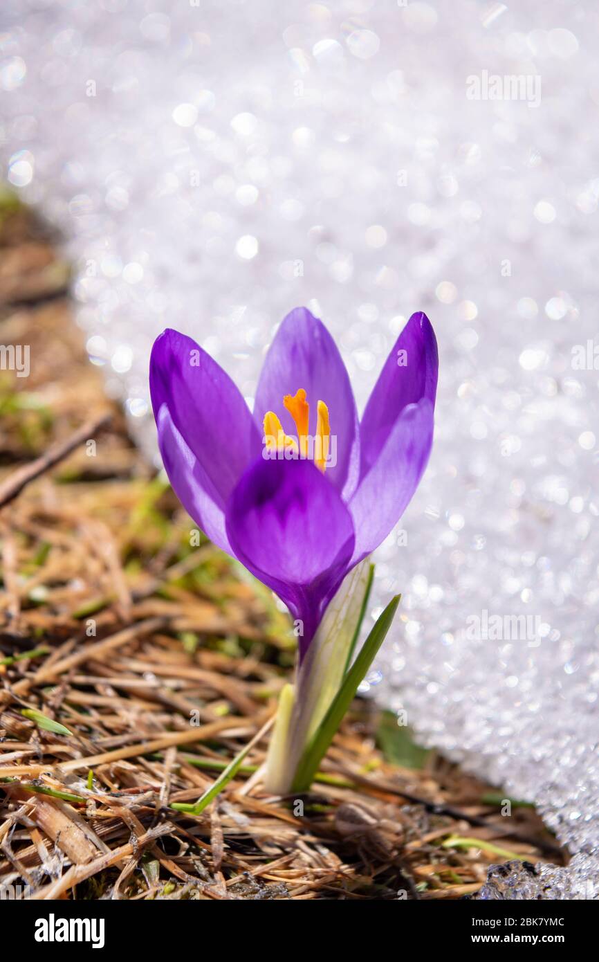 Fleur de Crocus de printemps dans une herbe verte et neige. Colchicum Autumnale avec pétales violets sur fond flou. Banque D'Images