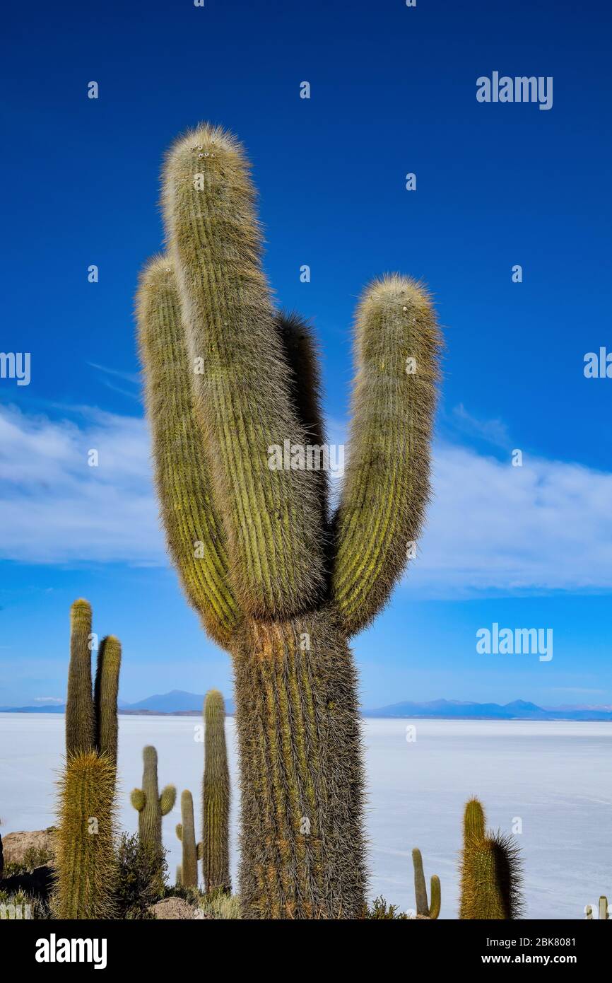 L'île Incahuasi au Salar de Uyuni Banque D'Images