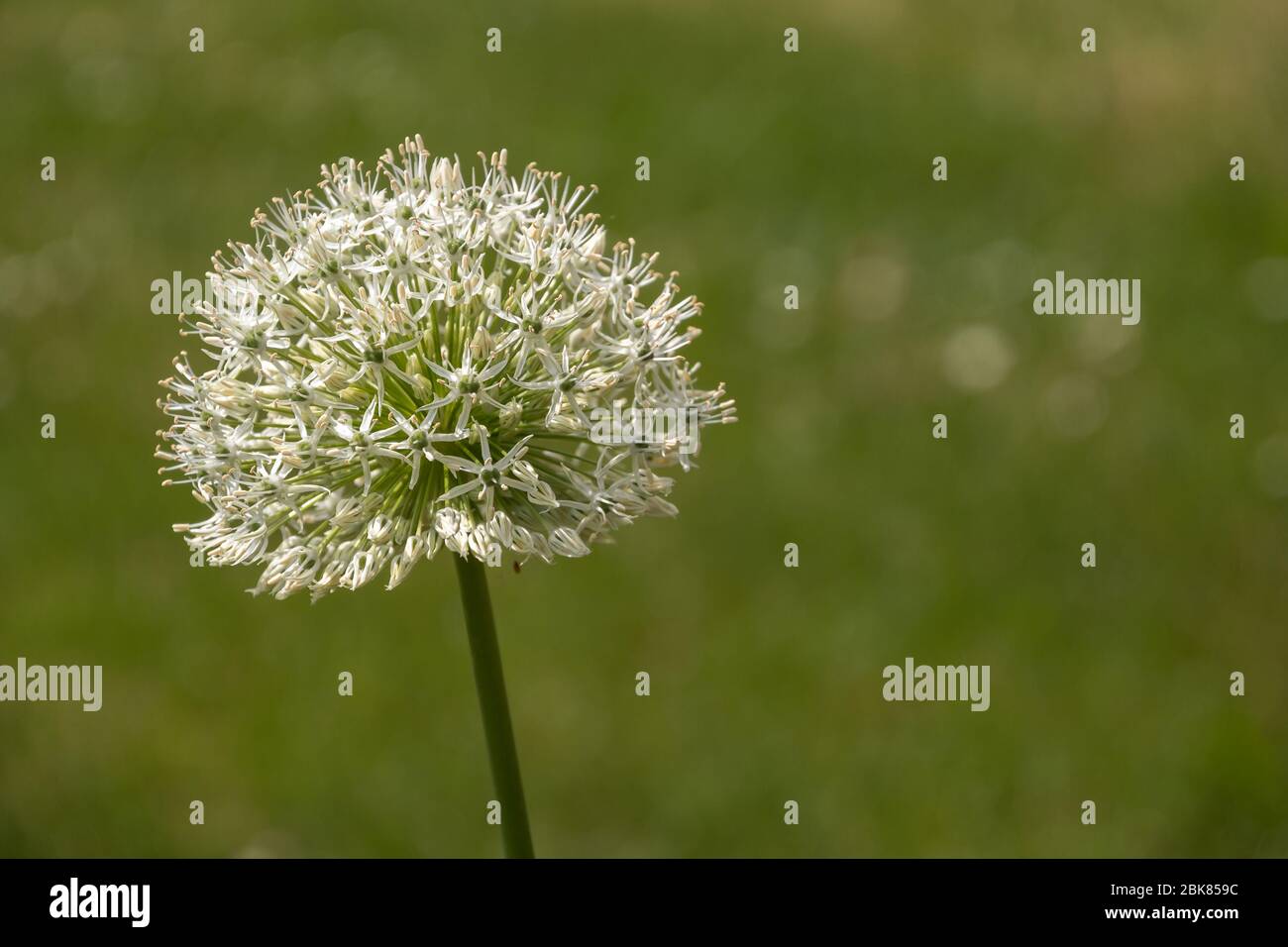 Fleur unique d'ail d'éléphant blanc - Allium amppelloprasum Banque D'Images
