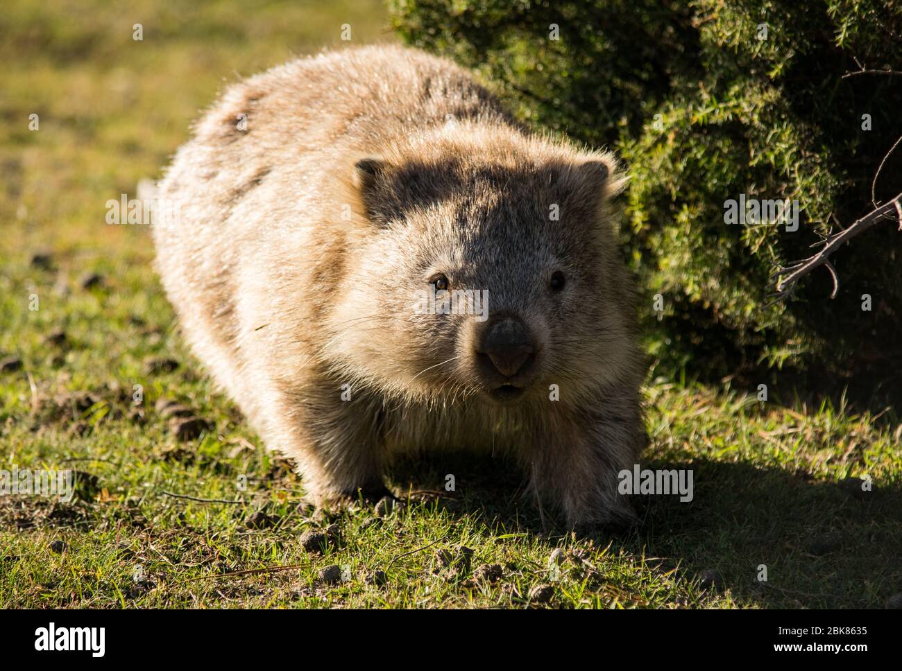 Wombat à Maria Island, Tasmanie Banque D'Images