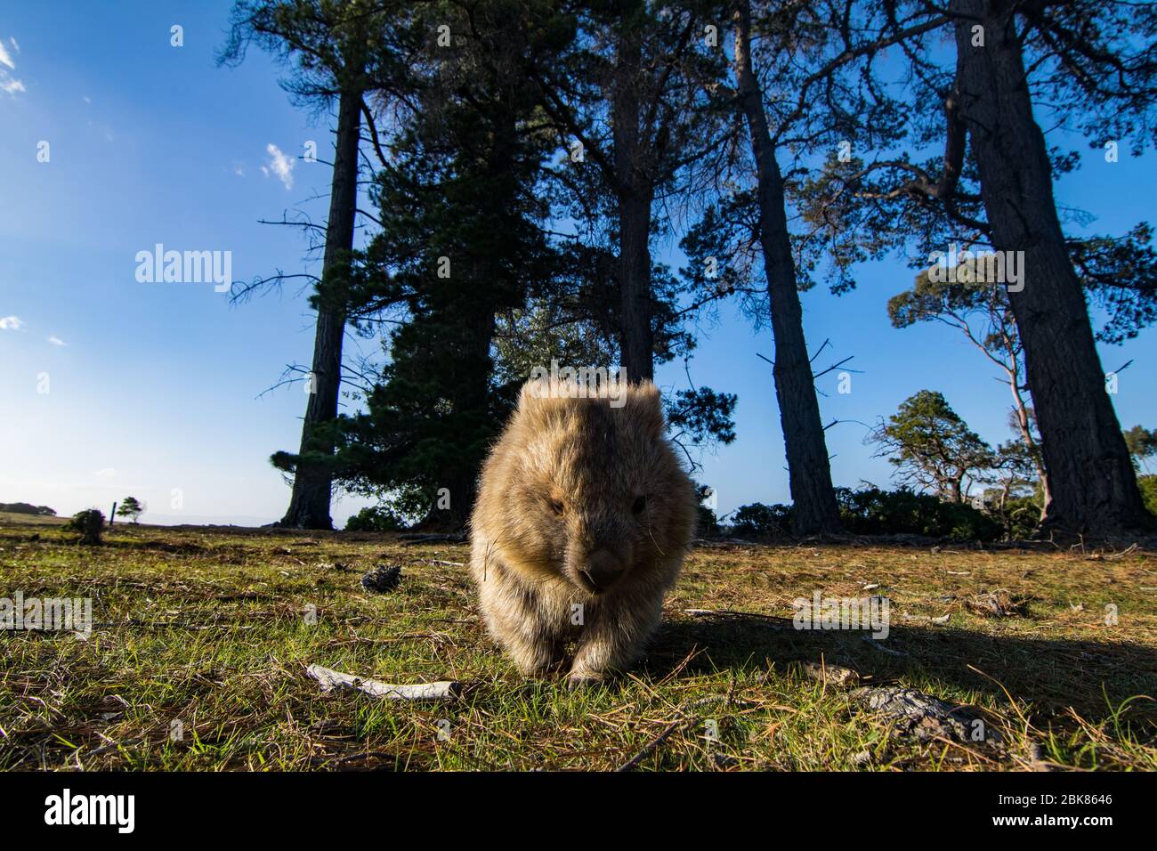 Wombat à Maria Island, Tasmanie Banque D'Images