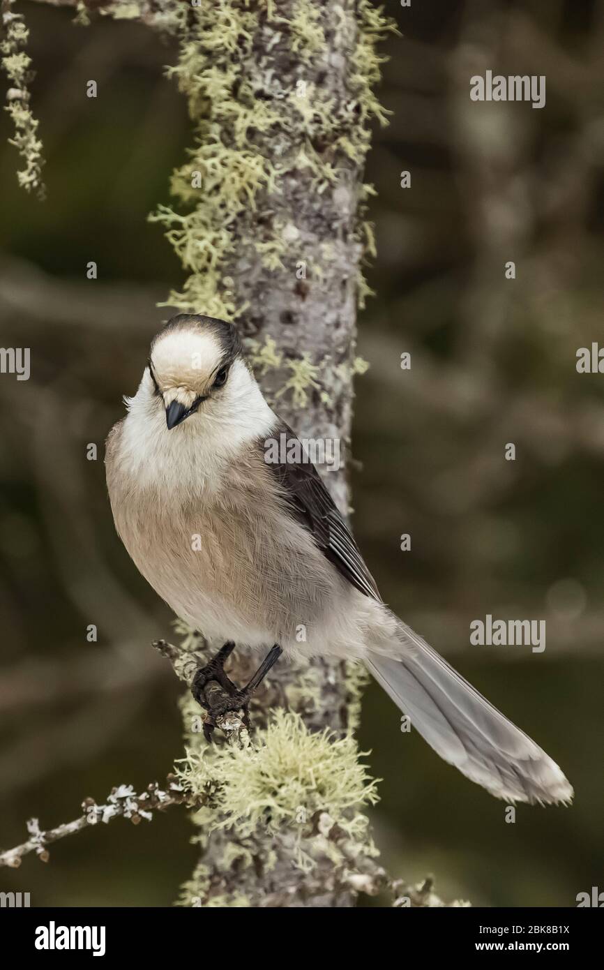 Gray Jay, Perisoreus canadensis, la recherche dans un arbre couvert de lichen dans le Sax-Zim Bog, Minnesota, États-Unis Banque D'Images