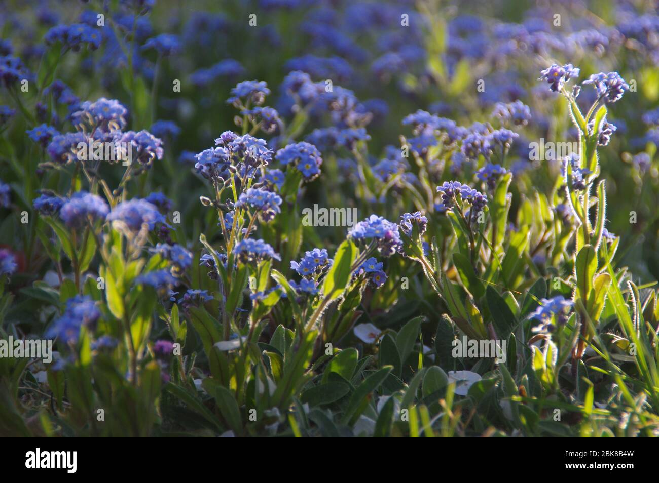Alpine Forget-me-pas. Petites fleurs bleues fleuries dans un pré sauvage. Scène de printemps rurale typique. Banque D'Images