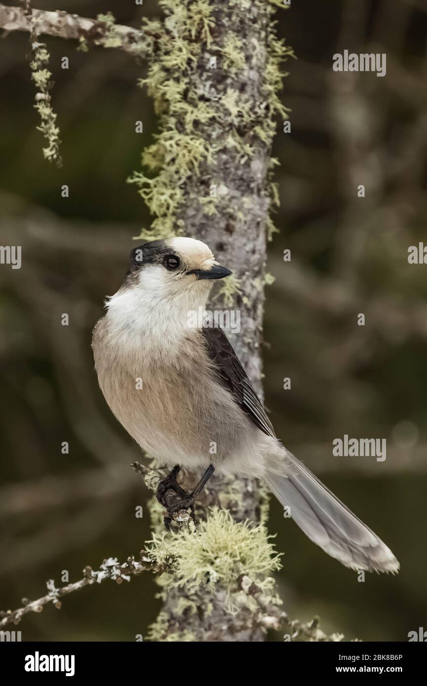 Gray Jay, Perisoreus canadensis, la recherche dans un arbre couvert de lichen dans le Sax-Zim Bog, Minnesota, États-Unis Banque D'Images