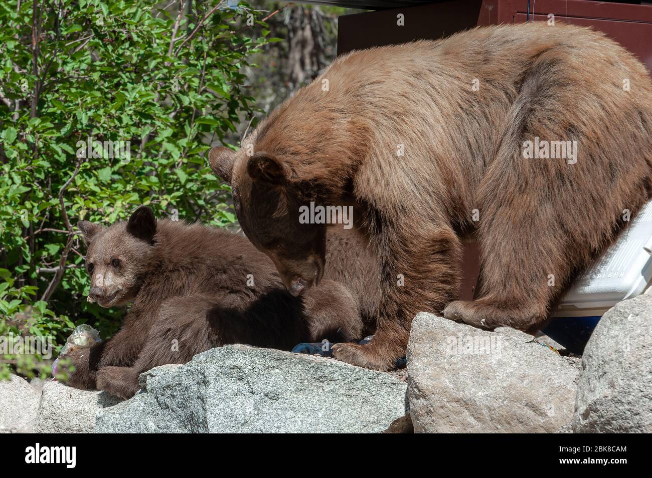 Une femelle ours noir américain et ses oursons se déchèrent pour la nourriture dans un camping au lac George, Mammoth Lakes, Californie Banque D'Images