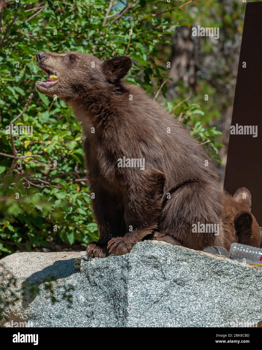 Un cub américain de l'ours noir est à la recherche, pour la nourriture et de consommer tout ce qu'il peut obtenir des glacières, des sacs alimentaires ou des tables dans un camping au lac George Banque D'Images