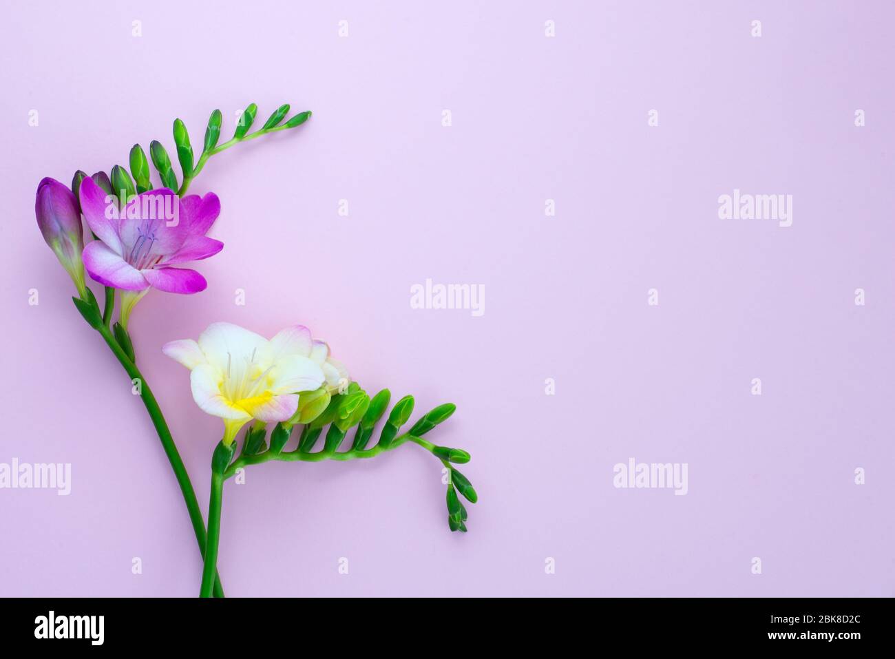 Carte de vœux minimaliste de fête des mères avec bouquet de fleurs de freesia isolées. Affiche pour la fête des femmes, invitation de mariage, anniversaire, copie Banque D'Images