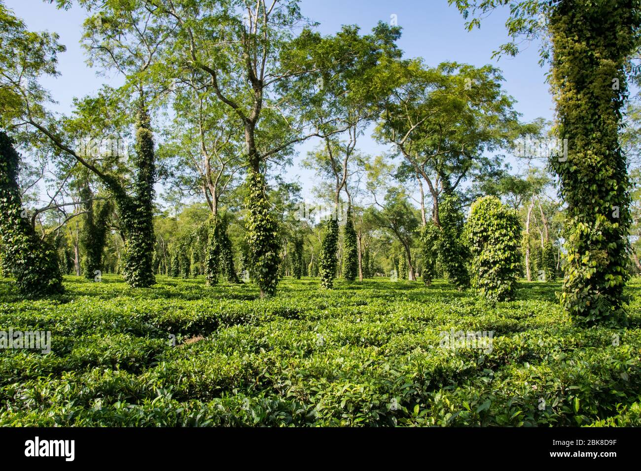 Plantation de thé typique à Assam près du parc national de Kaziranga Banque D'Images