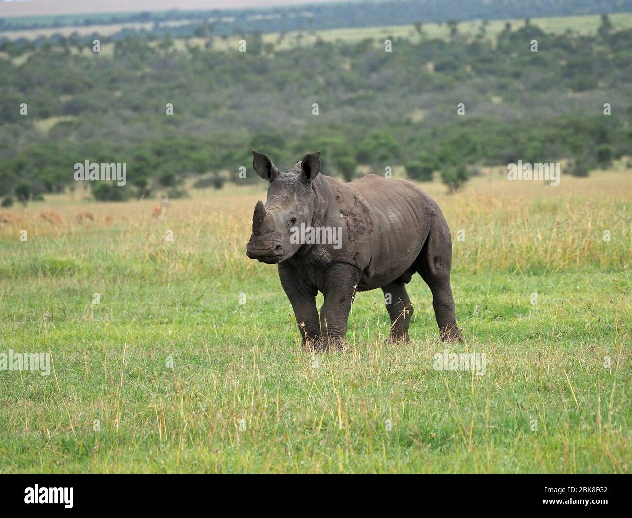 Bébé mignon White Rhinoceros (Ceratotherium simum) sur la prairie de OL Pejeta Conservancy, Laikipia, Kenya, Afrique Banque D'Images