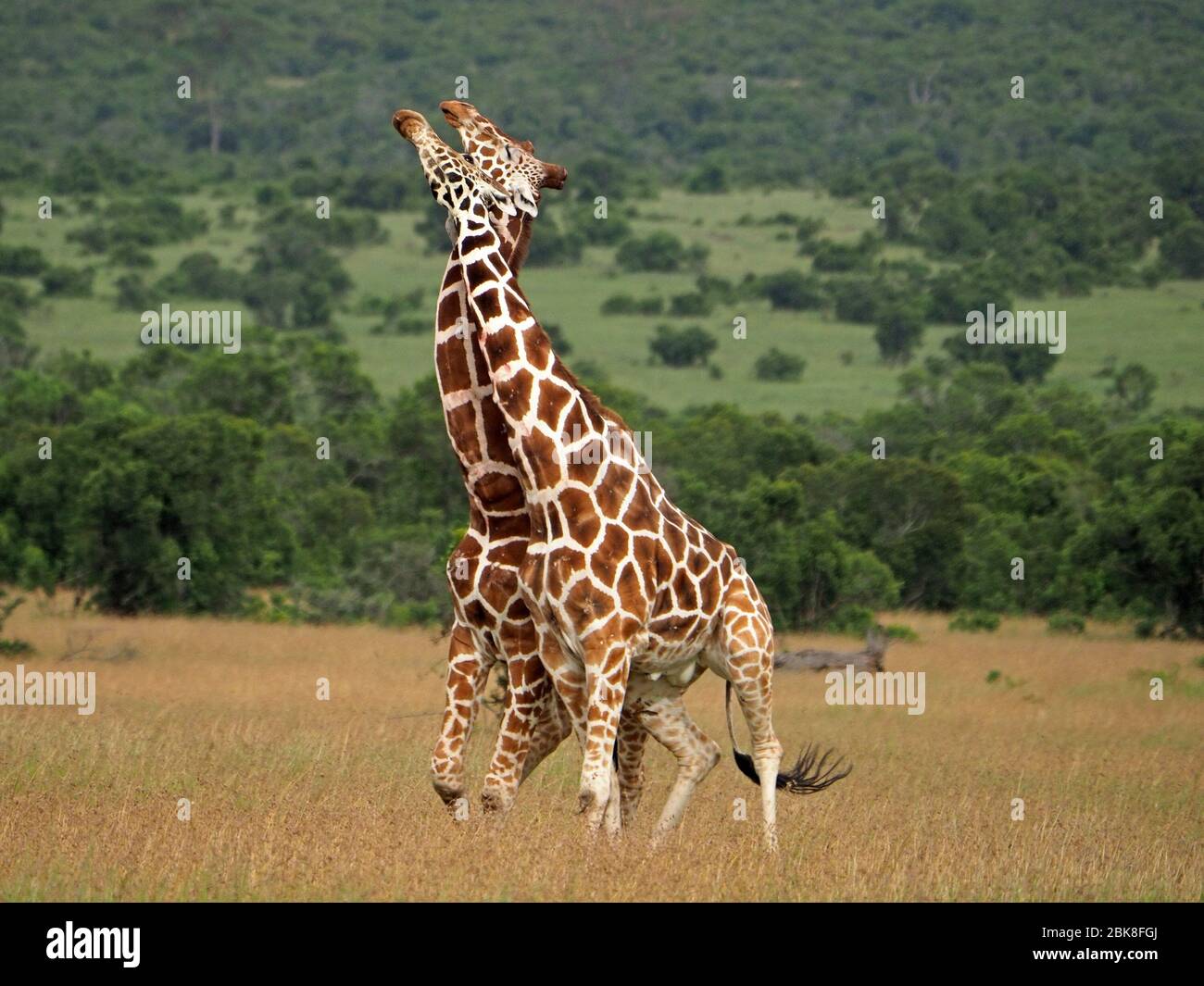 Deux vieux girafes réticulés (Giraffa camelopadis reticulata) se battent pour le droit de s'accoupler avec des femelles -OL Pejeta Conservancy,Laikipia,Kenya, Afrique Banque D'Images