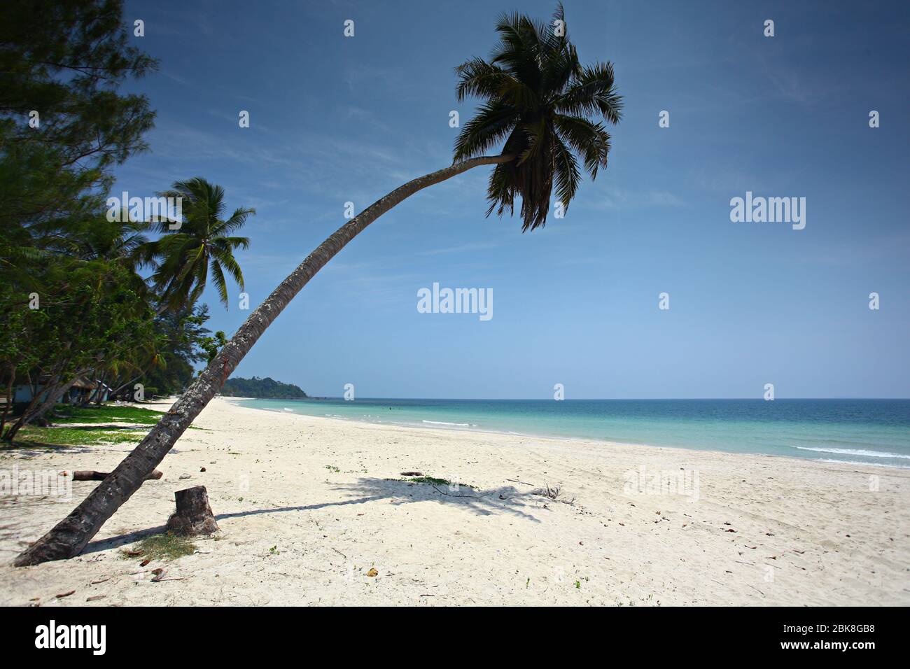 Cococotier ou palmier à Thung Wua Laen Beach dans la province de Chumphon en Thaïlande, point de vue de la plage tropicale en bord de mer et ciel bleu Banque D'Images