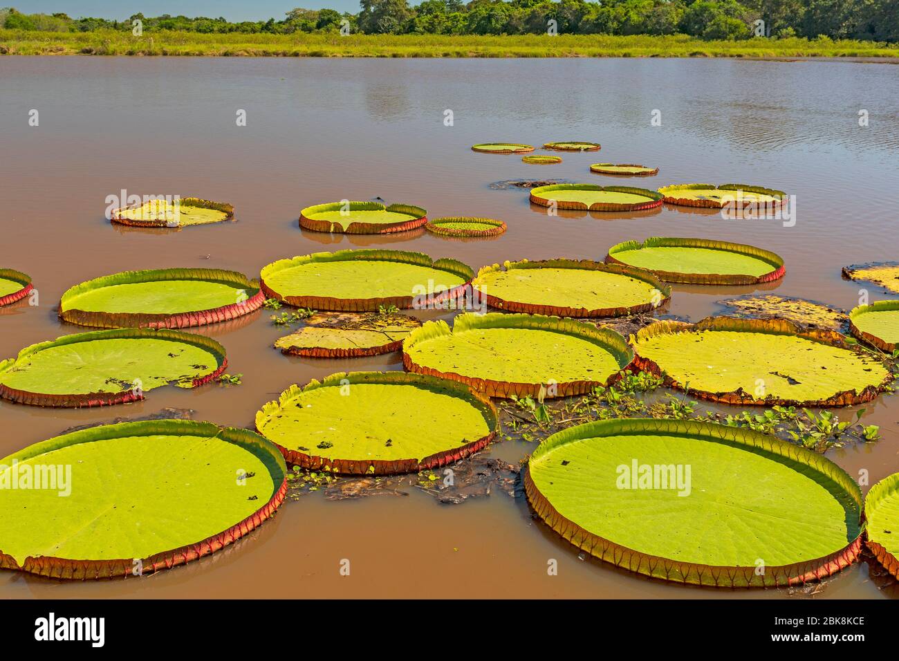 Lily Pads géante sur un étang de zones humides à Porto Jofre dans le Pantanal au Brésil Banque D'Images