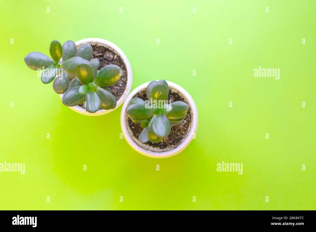 Deux fleurs succulentes en tasses blanches sur fond vert avec espace de copie. Vue de dessus des plantes. Banque D'Images