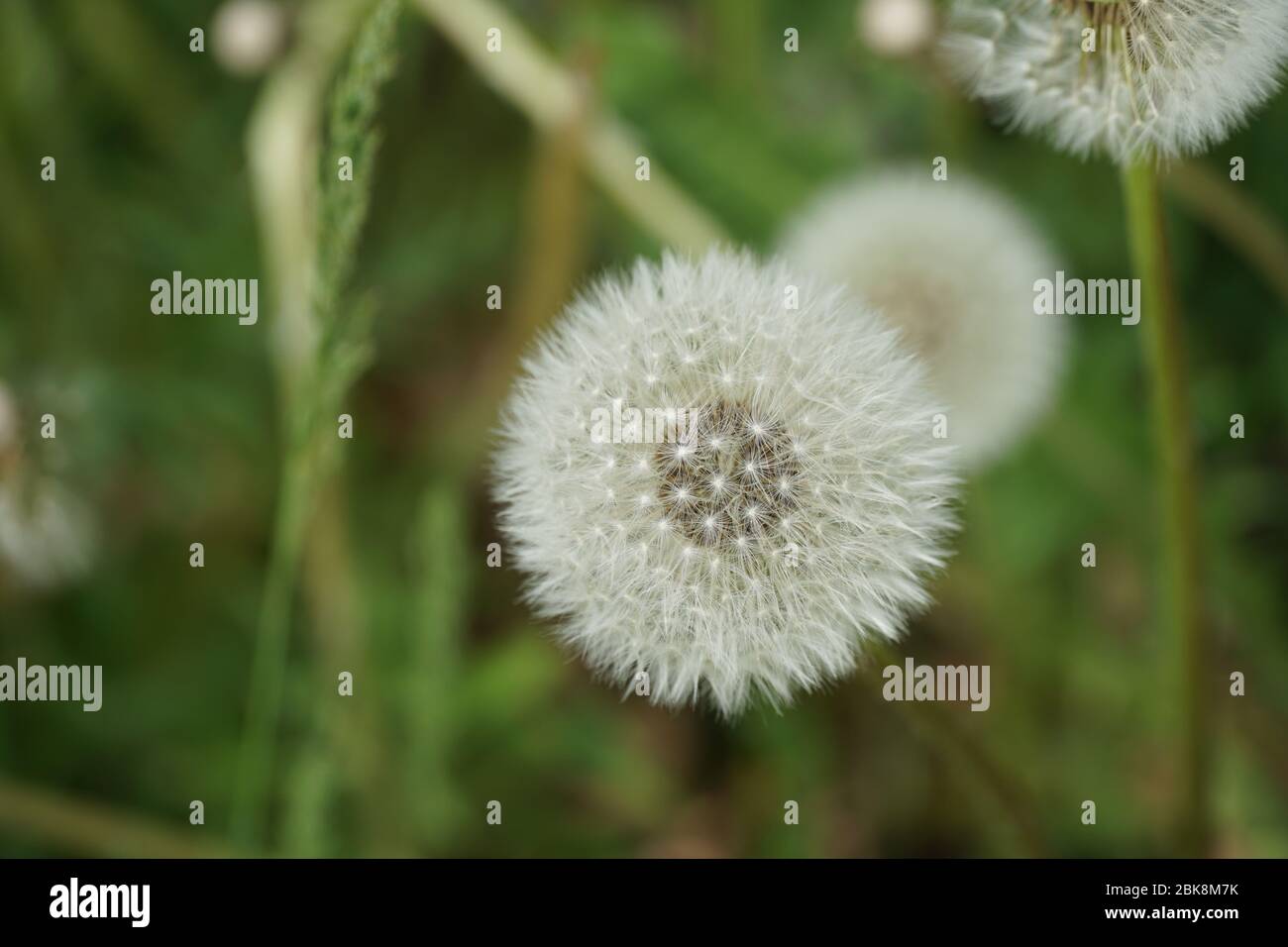 Une tête de semis de pissenlit avec boule de parachute s'ouvre dans une sphère complète. Les graines matures sont attachées à la plante, mais elles sont prêtes à être répandues. Banque D'Images