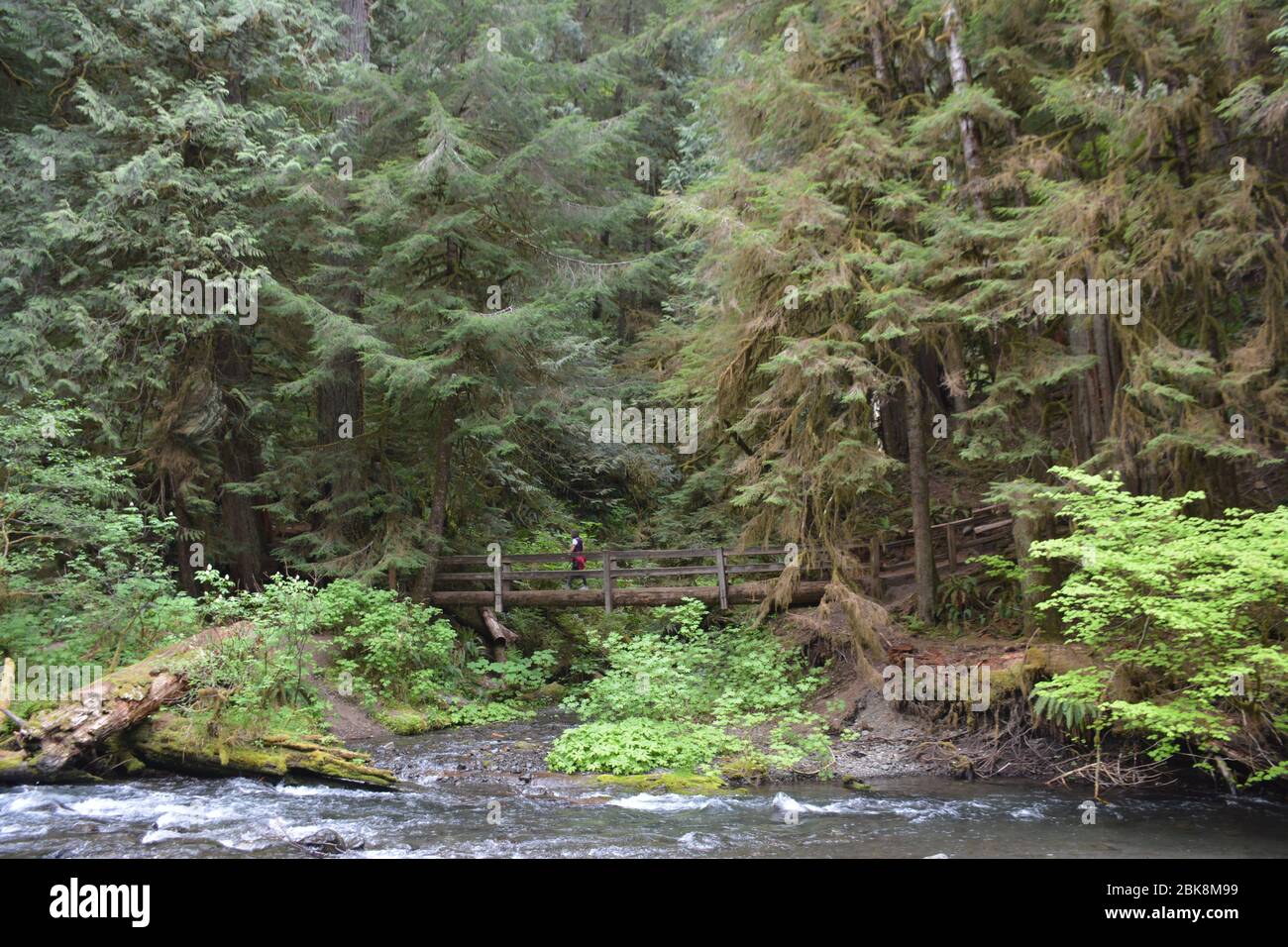 Personnes marchant sur un sentier près du lac Crescent dans le parc national olympique, État de Washington, États-Unis. Banque D'Images