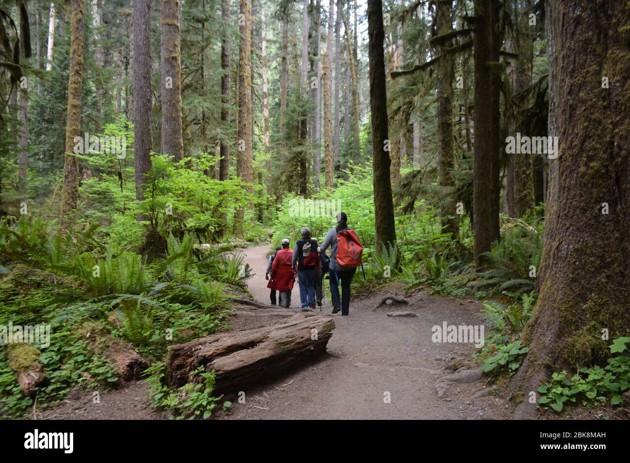 Personnes marchant sur un sentier près du lac Crescent dans le parc national olympique, État de Washington, États-Unis. Banque D'Images