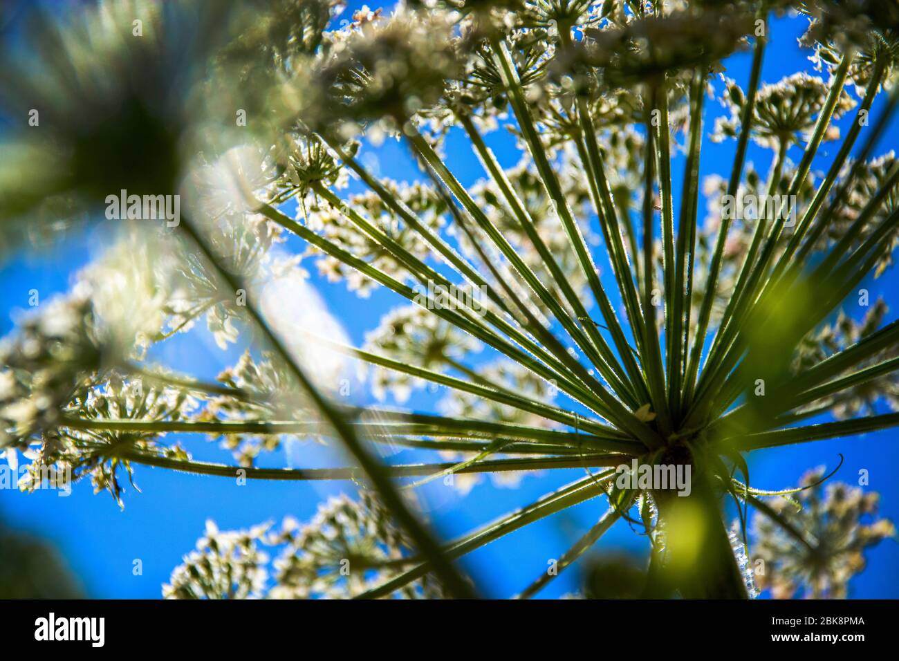 Panais de vache, Mount Tamalpais, Californie Banque D'Images