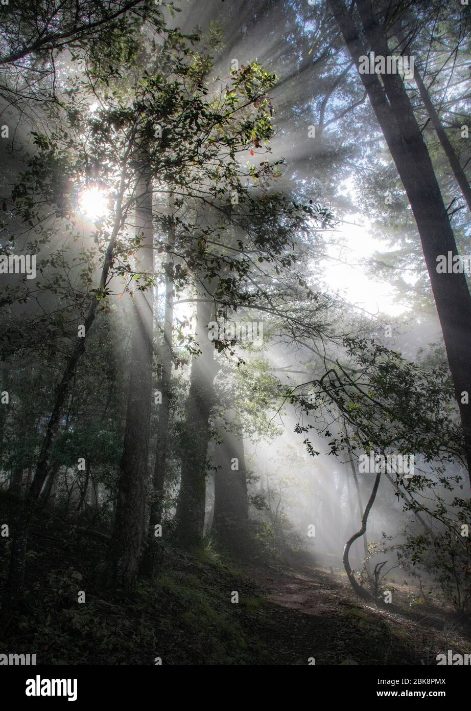 Lumière du matin, parc national de Mount Tamalpais, Californie Banque D'Images