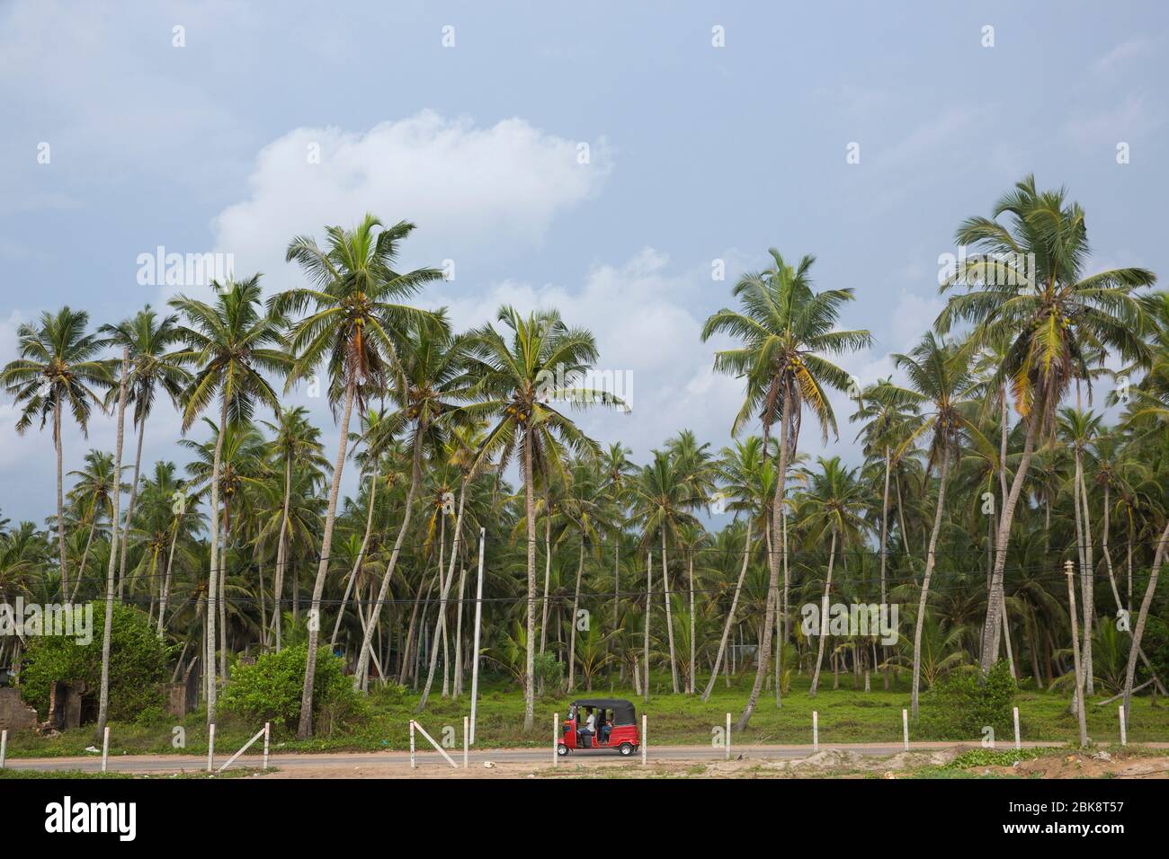 Plantation d'arbres de noix de coco, Negombo, Sri Lanka. Banque D'Images