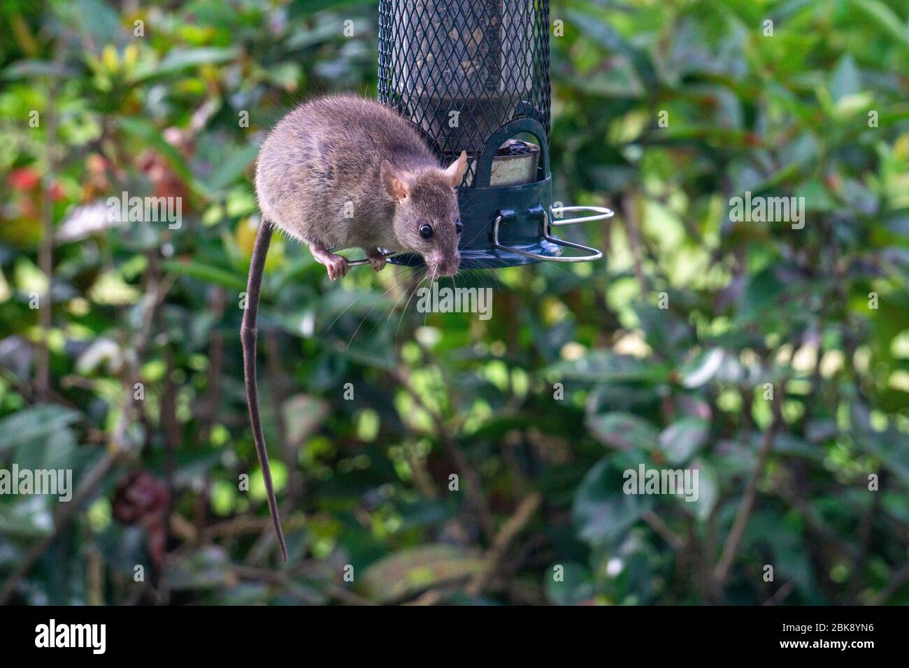 Rat noir (Rattus hotus) assis sur un mangeoire à oiseaux de cour Banque D'Images