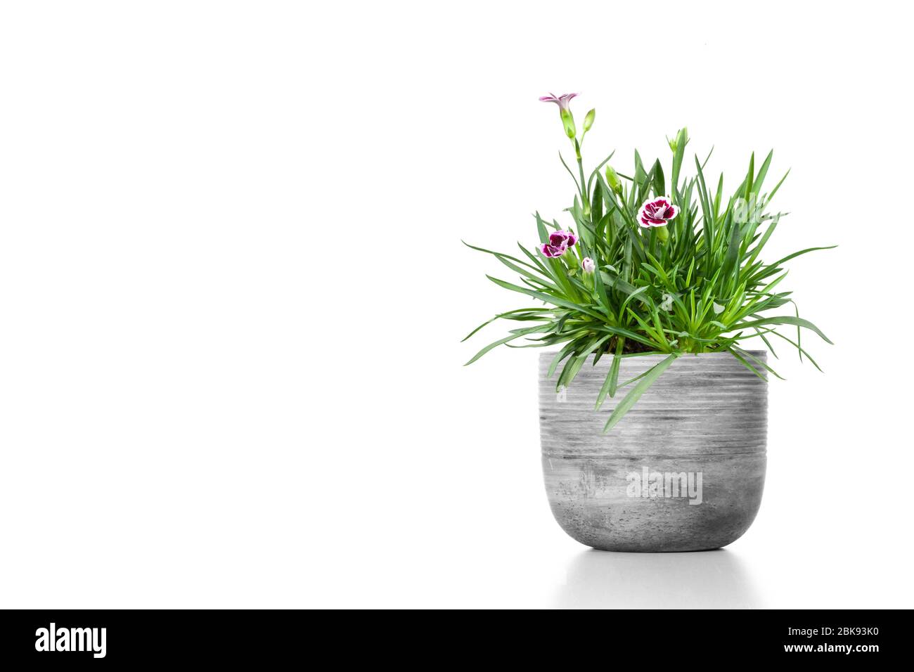 Magnifique Cravina Dianthus chinensis fleurs (rose de Chine) dans pot (vase) isolé sur fond blanc Banque D'Images