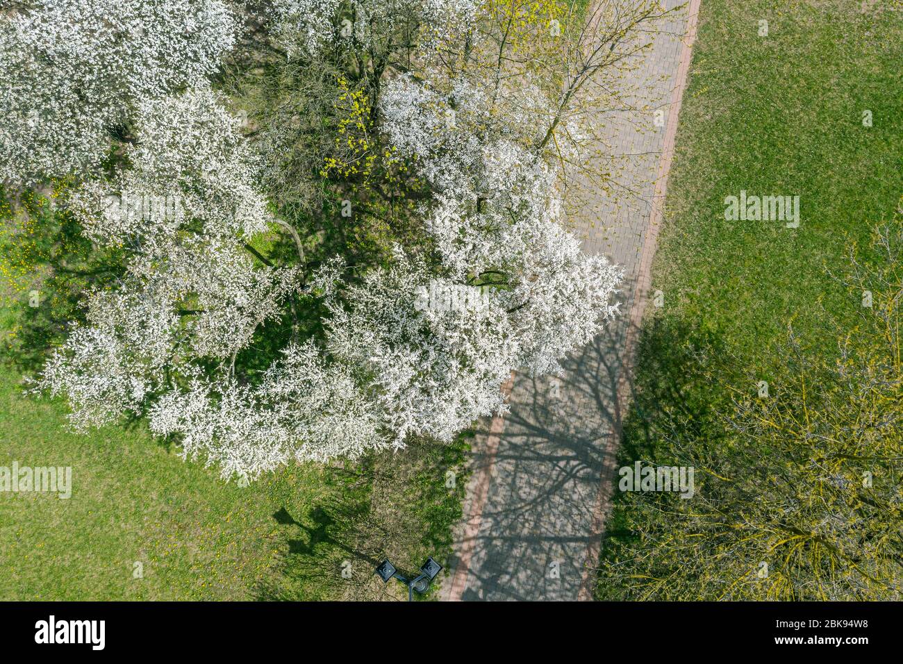 vue aérienne du sommet des cerisiers en fleurs dans le parc de la ville, le printemps ensoleillé Banque D'Images