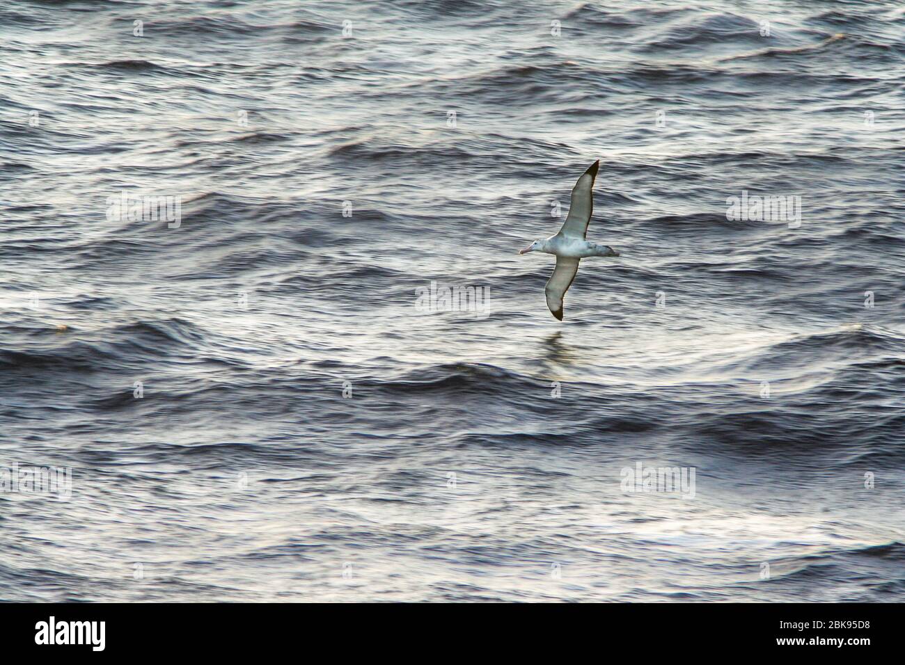 Albatross écumant les océans ouverts dans les eaux antarctiques Banque D'Images