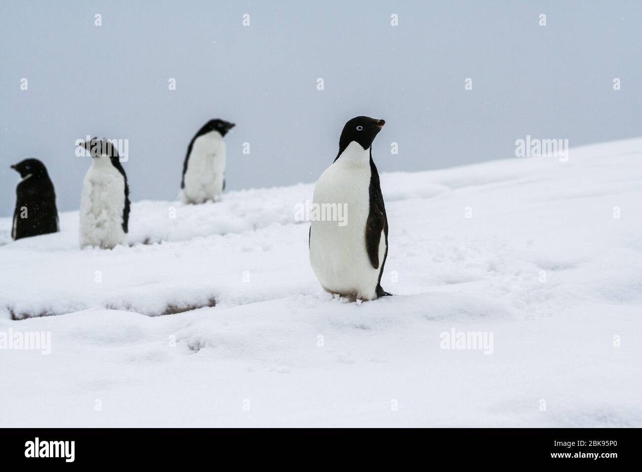 Groupe de pingouins mue dans le champ de neige de Winter Island, en Antarctique, sur le site de l'ancienne station de recherche britannique Faraday Banque D'Images
