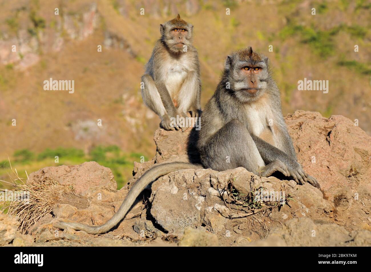 Singes balinais à queue longue (Macaca fascicularis) assis sur des rochers, Ubud, Bali, Indonésie Banque D'Images