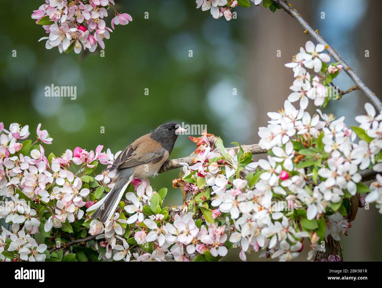 Un Junco ' Junco hyemalis ' se prépare à voler de sa perche dans un cerisier en fleur. Banque D'Images