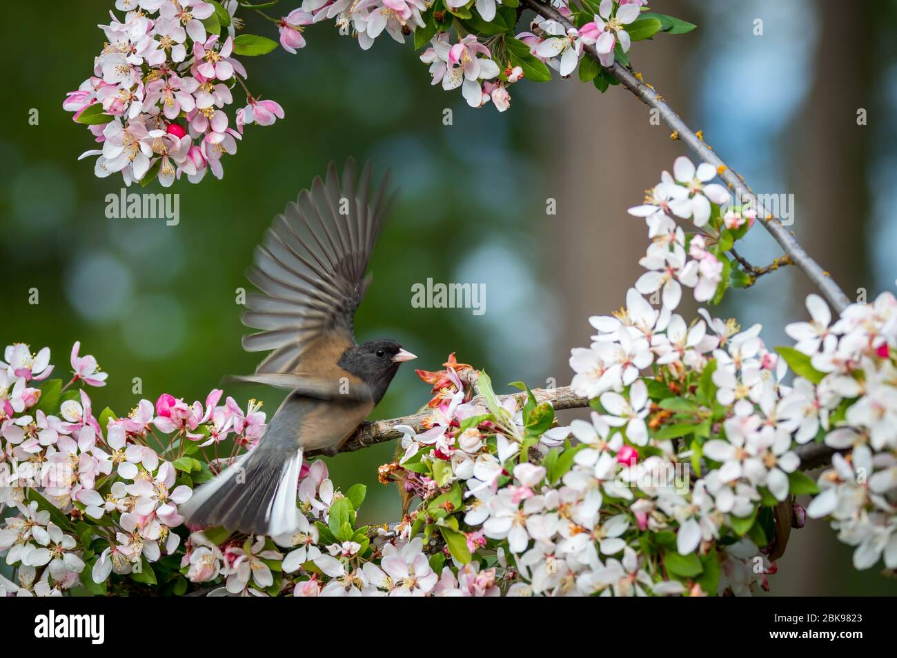 Un Junco ' Junco hyemalis ' se prépare à voler de sa perche dans un cerisier en fleur. Banque D'Images