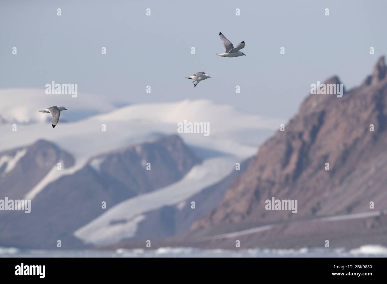 Kittiwake à pattes noires au-dessus de l'île d'Ellesmere Banque D'Images