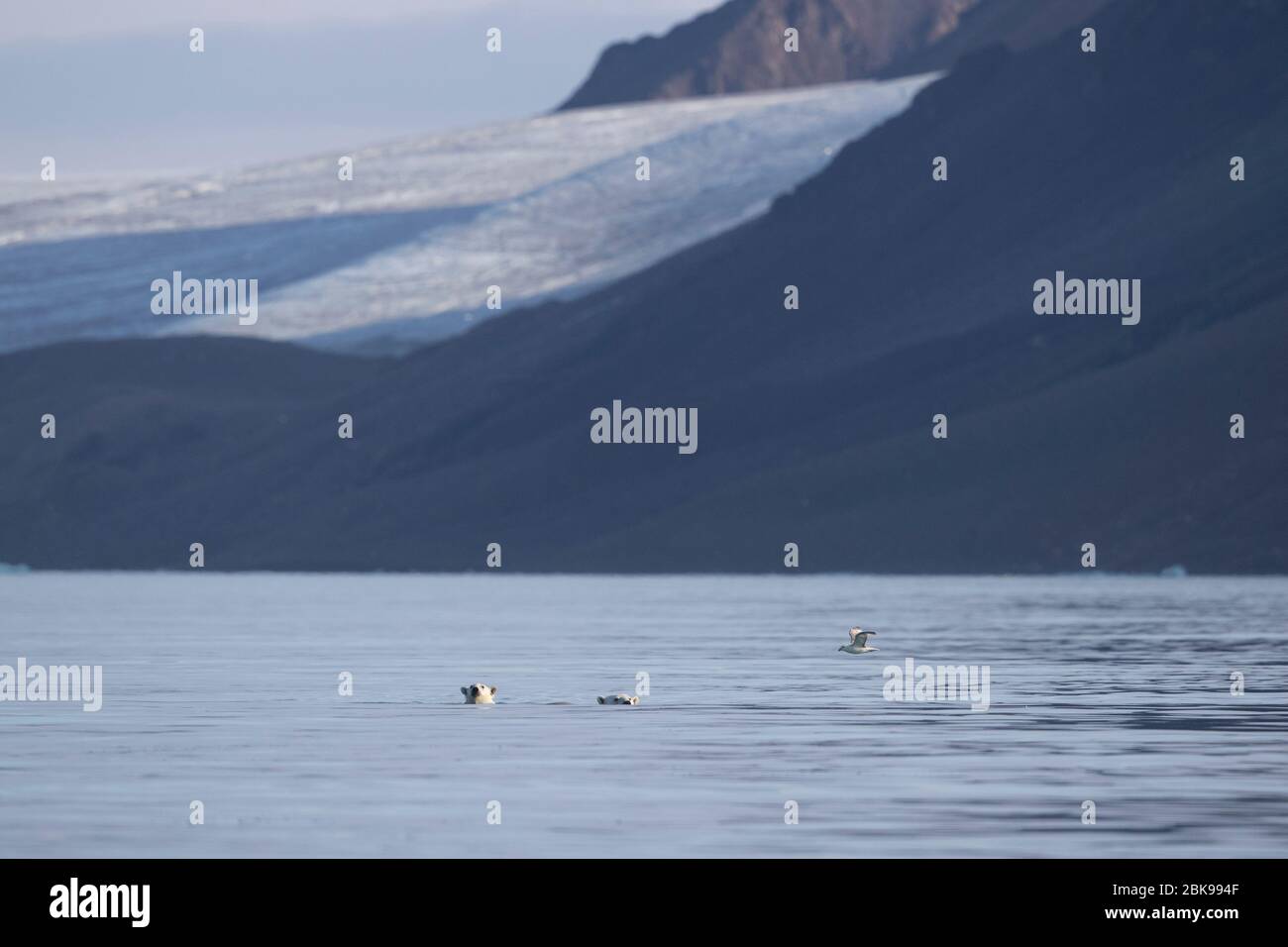 Ours polaires nageant, glacier en arrière-plan Banque D'Images