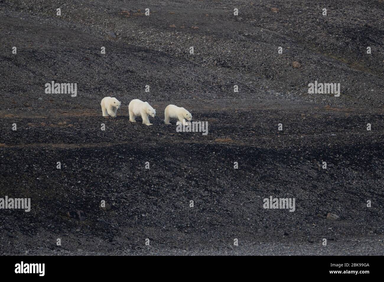 Famille d'ours polaires, marchant jusqu'à l'océan Banque D'Images