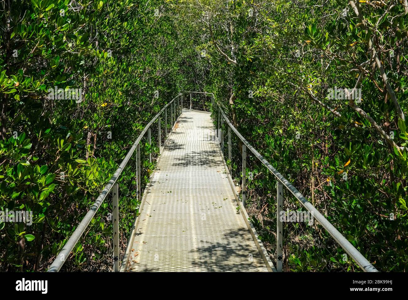 La promenade en bois de la mangrove à East point à Darwin, en Australie. Banque D'Images