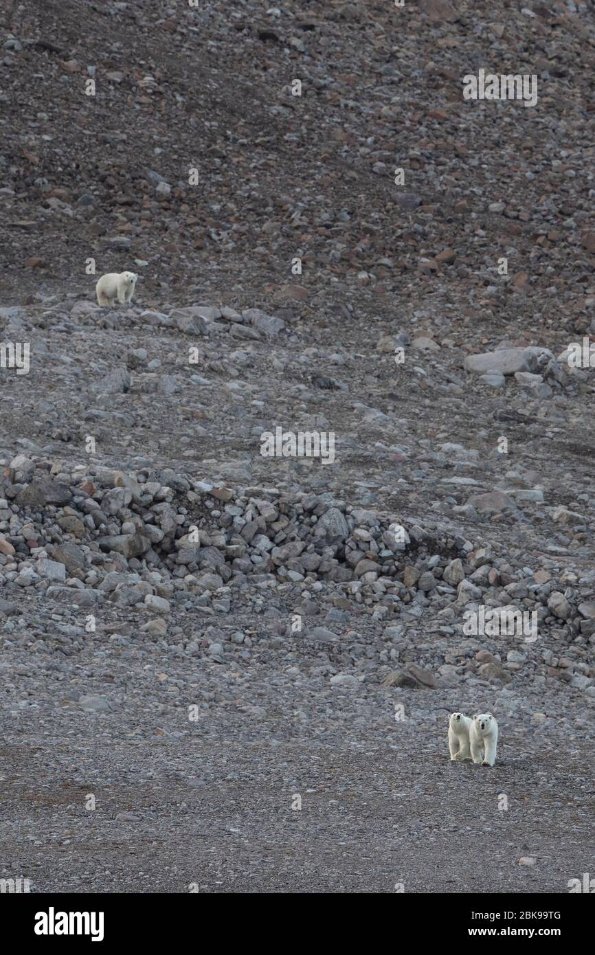 Trois ours polaires sur terre, île d'Ellesmere, Canada Banque D'Images
