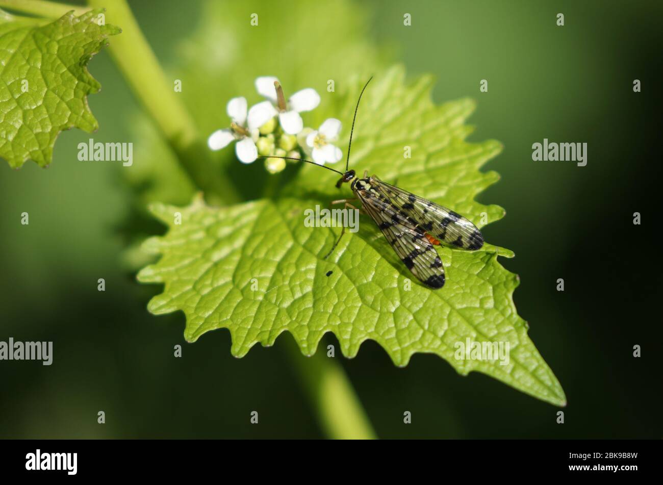 Une mouche Scorpion femelle, Panorpa communis, perché sur la feuille d'une plante de moutarde à l'ail en fleurs dans le temps d'épingtime. Banque D'Images