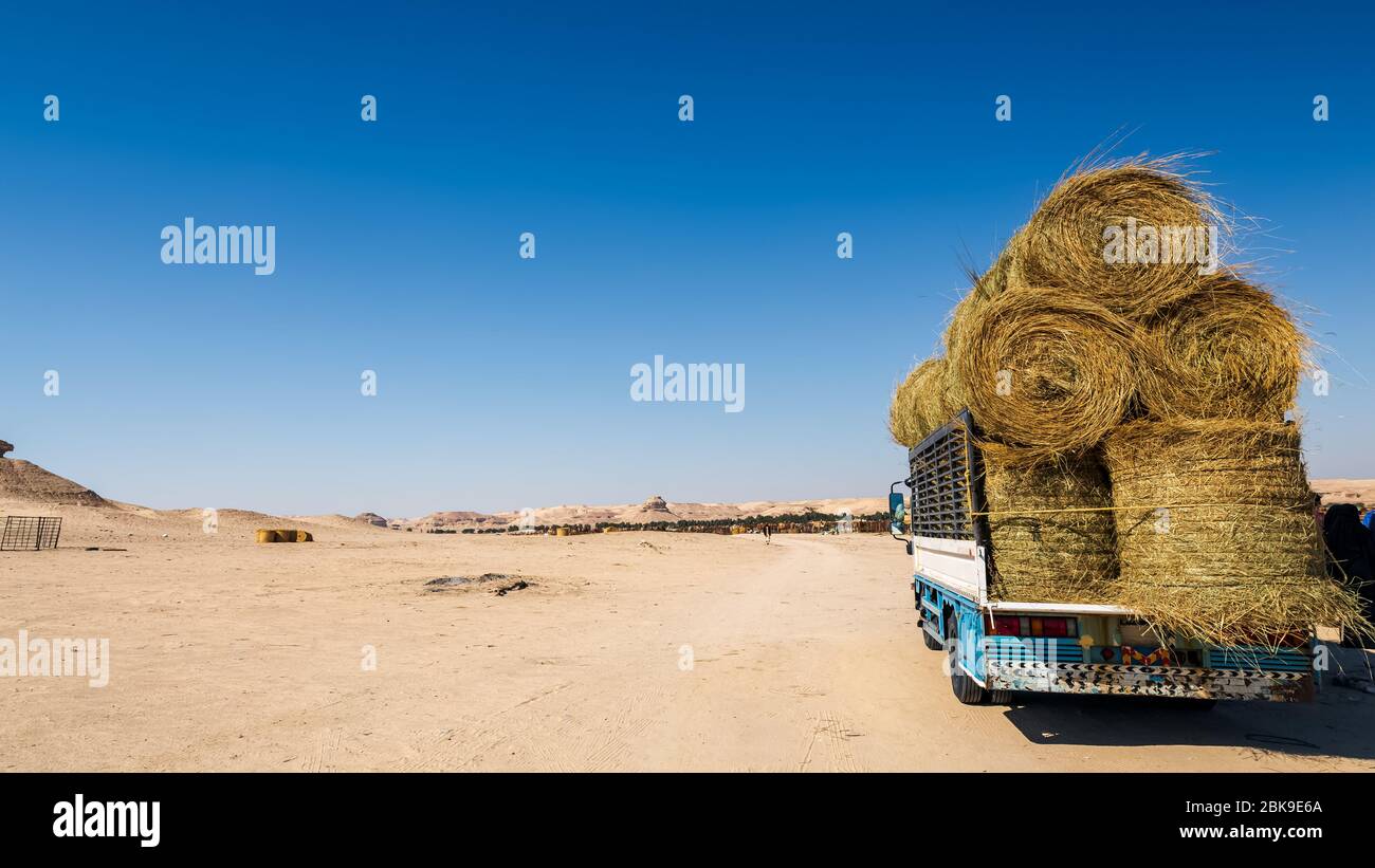 Balles de foin chargées sur véhicule pour la ferme Desert Camel -Al Salar Arabie Saoudite Banque D'Images