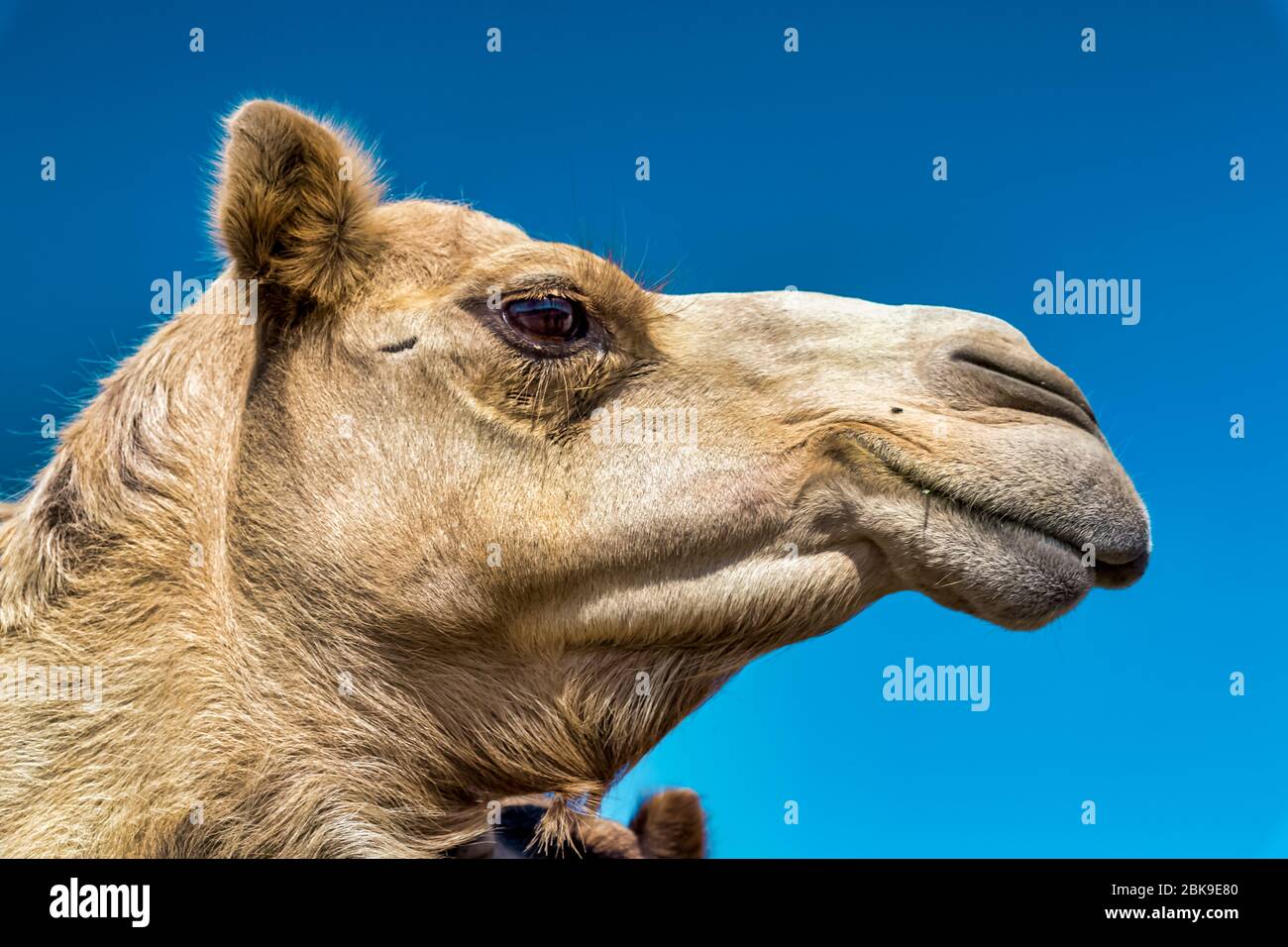 Gros plan portrait de Camel Head dans le désert. Banque D'Images Gros plan portrait de Camel Head dans le désert. Banque D'Images