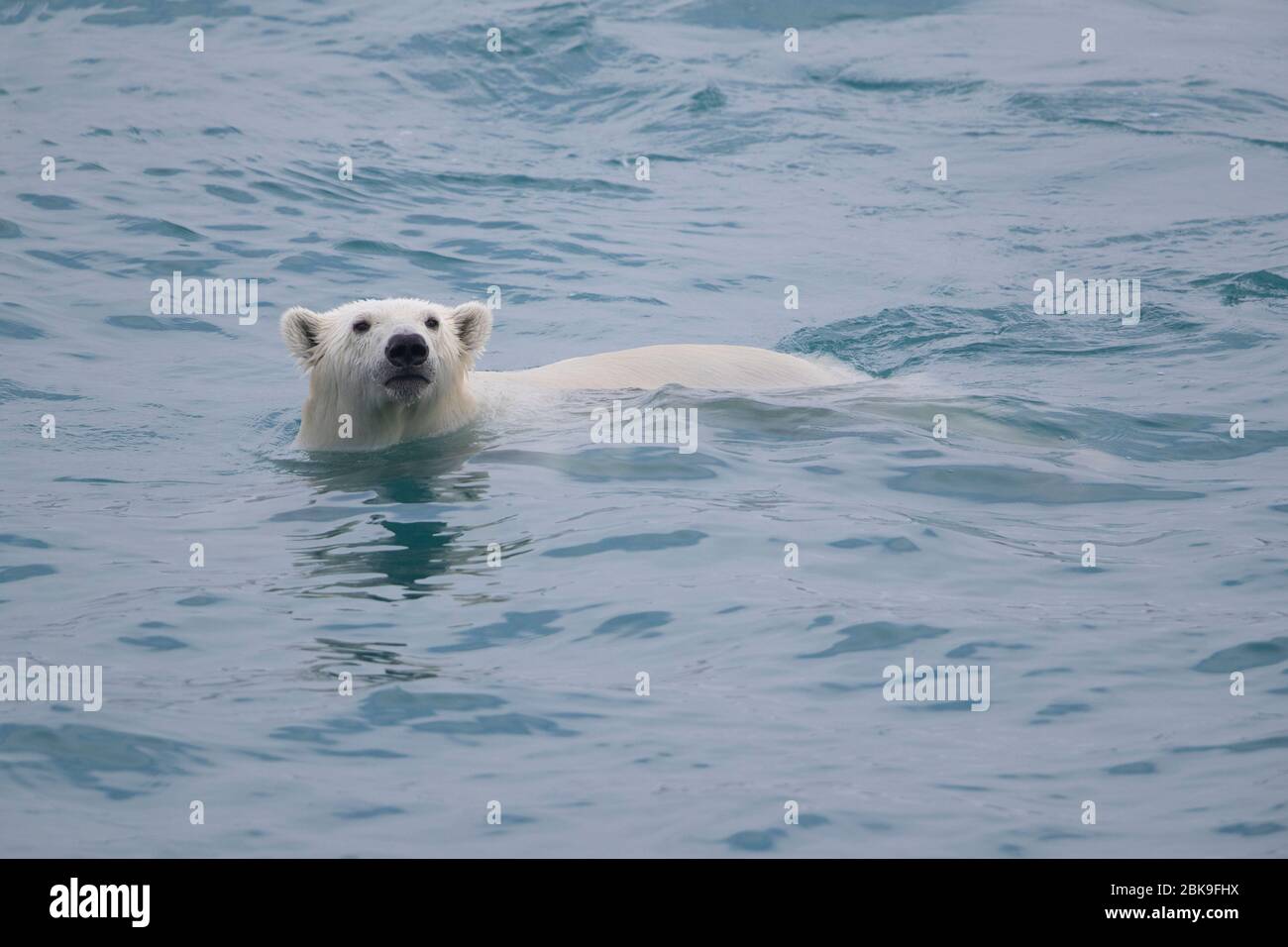 Ours polaire, natation Banque D'Images