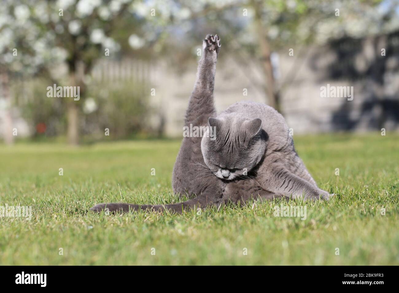 Poses de chat anglais pour les photos de plein air. Banque D'Images