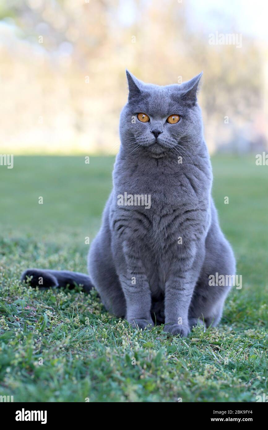 Chat Avec Noeud Papillon Banque D Image Et Photos Alamy