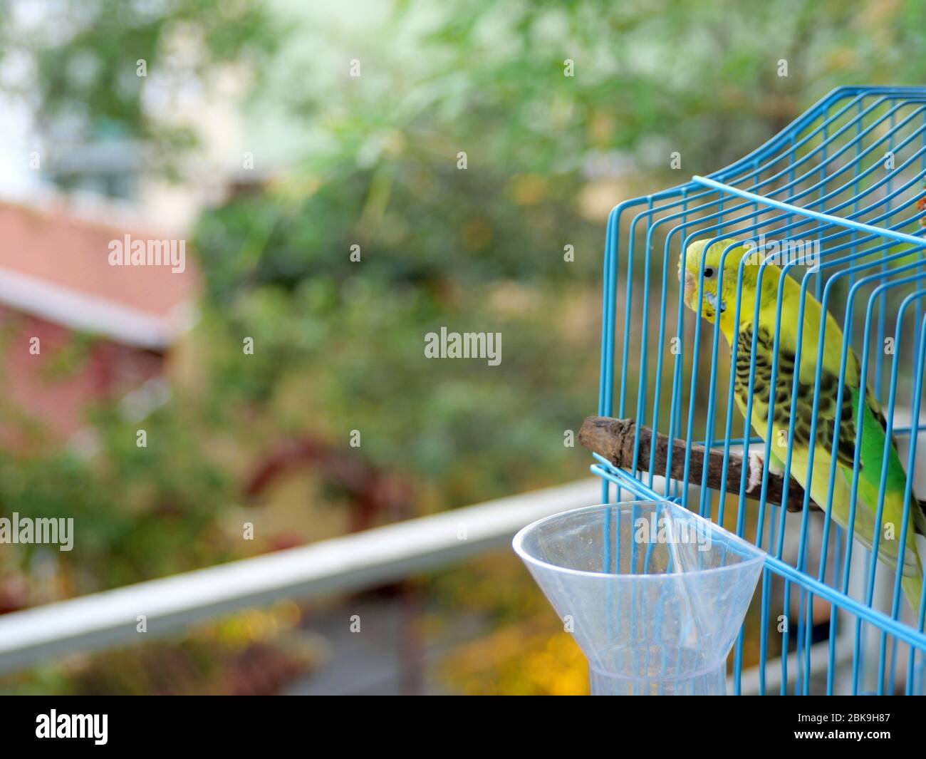 Magnifique budgerigar jaune et vert, perroquet, bourgegie, ou parakeet dans une cage bleue donnant curieusement Banque D'Images