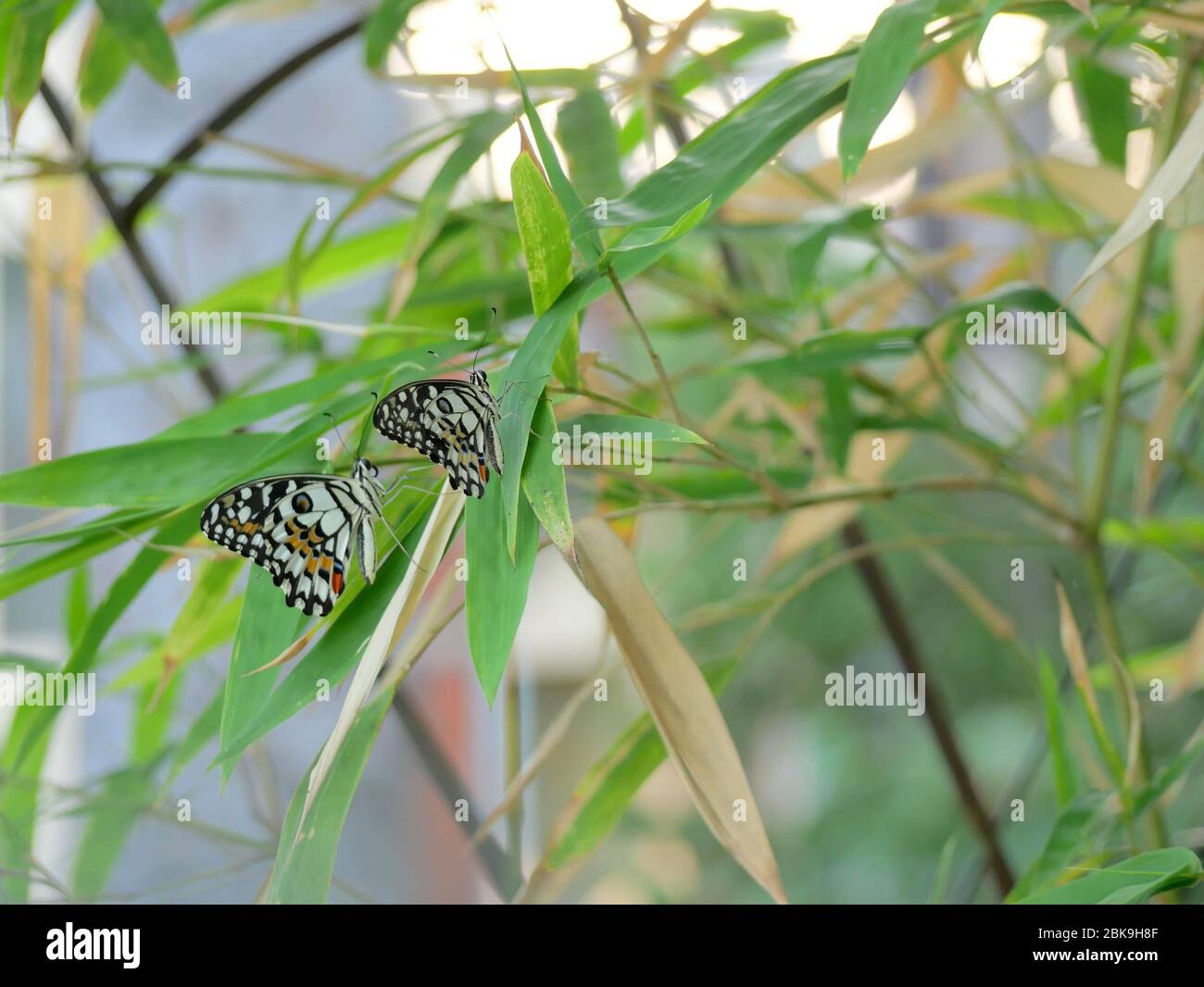 Deux magnifiques papillons de tilleul, un papillon de citron ou une queue d'allowtail à damier (Papilio démoléeus) sur un arbre en bambou Banque D'Images